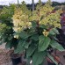 Hortensia paniculata Petite Lantern C5